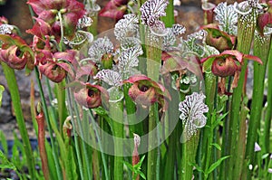 Carnivorous Plants photo