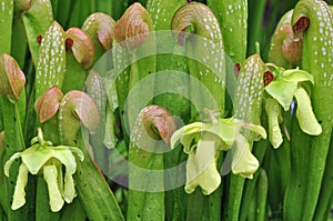 Carnivorous Plants photo