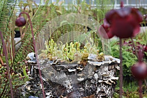 Carnivorous plants - Pitcher Plant and Flycatcher
