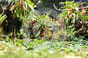 Carnivorous plants and pond in greenhouse