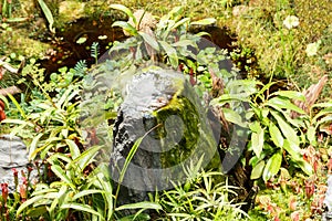 Carnivorous plants and pond in greenhouse