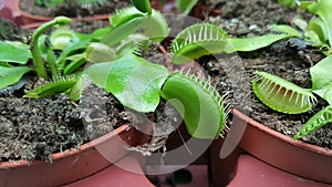 Carnivorous Plants in pots Venus fly trap