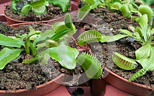 Carnivorous Plants in pots Venus fly trap