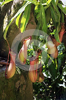 Carnivorous plants in the rain forest