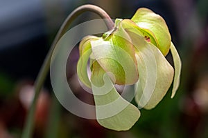 Carnivorous plants, sarracenia flower in spring