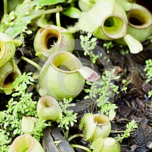 Carnivorous plants, sundews