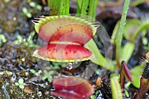 Carnivorous Plants photo