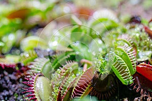 Carnivorous predatory plant Venus flytrap - Dionaea muscipula