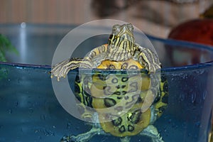 Carnivorous Red-eared Turtle - Human`s Pet