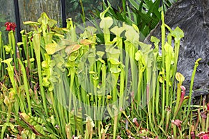 Carnivorous Sarracenia Flava Pitcher plants, botanical gardens