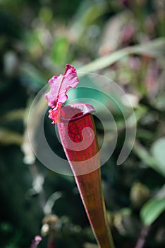 Carnivorous Sarracenia pitcher plant