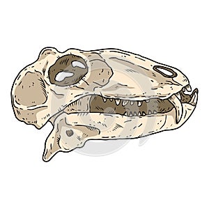 Carnivorous small Dinocephalia dinosaur fossilized skull hand drawn image. Carnivore reptile dino fossil illustration drawing.