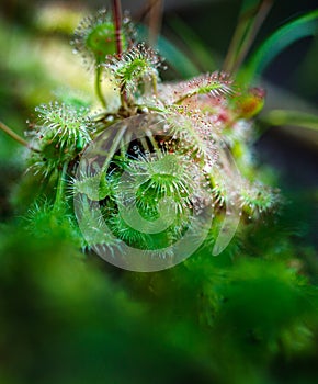 Carnivorous Sundew plant