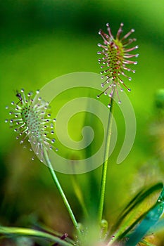 Carnivorous Sundew plant