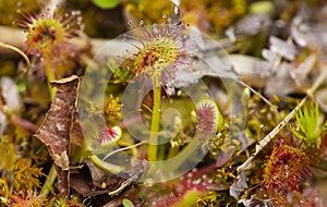 Carnivorous sundew plant with leaf traps at Goodwin State Forest
