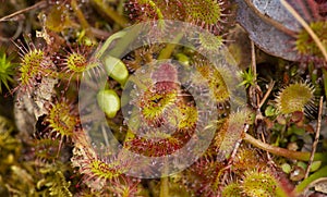 Carnivorous sundew plant with leaf traps at Goodwin State Forest