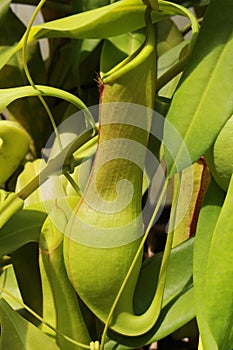 Carnivorous `Tropical Pitcher Plant` - Nepenthes Alata