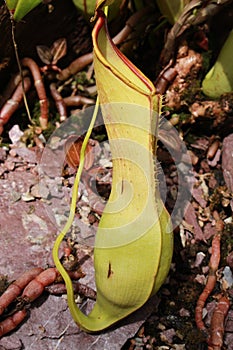 Carnivorous `Tropical Pitcher Plant` - Nepenthes Alata