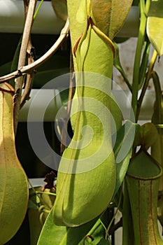 Carnivorous `Tropical Pitcher Plant` - Nepenthes Alata