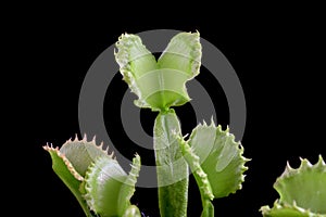 Carnivorous varigata plant on isolated background