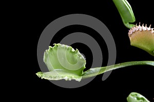 Carnivorous varigata plant on isolated background