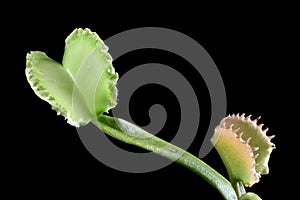 Carnivorous varigata plant on isolated background