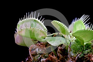 Carnivorous varigata plant on isolated background