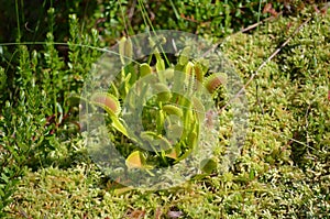 The carnivorous Venus Fly Trap (Dionaea muscipula)