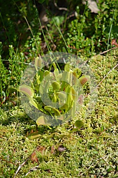 The carnivorous Venus Fly Trap (Dionaea muscipula)