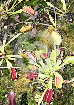 Carnivorous Venus Fly Trap Open and Waiting for a Meal