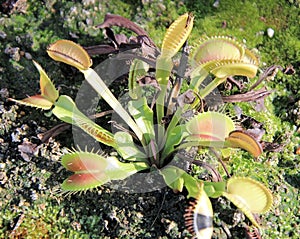 Carnivorous Venus Fly Trap Open and Waiting for a Meal