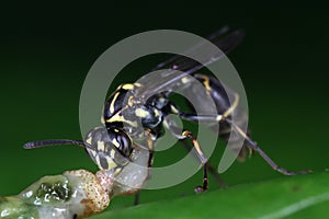 Carnivorous Wasp