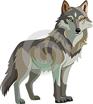Carnivorous wild animal European wolf-
