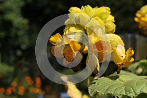 Carnivorous `Yellow Unicorn Plant` flower - Ibicella Lutea