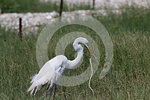 CarnivorousGreat White Egret Birds photo