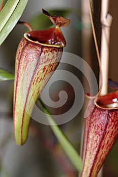 Carnivorus plant - Nepenthes mirabilis tenuis photo
