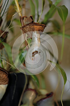 A carnivorus plant - Nepenthes ventrata