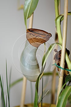 A carnivorus plant - Nepenthes ventrata photo