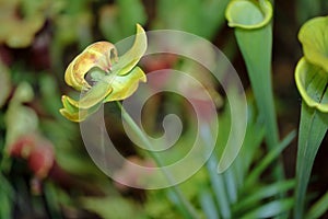 Carnivorus plant photo