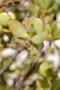 Carnivorus plant- photo