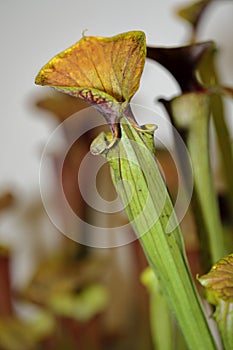 Carnivorus plant sarracena flava orlata photo