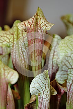 Carnivorus plant - sarracenia eva photo