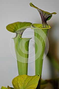 A carnivorus plant - sarracenia flava cuprea photo
