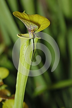 A carnivorus plant - sarracenia flava cuprea photo