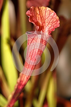 Carnivorus plant - sarracenia juthatip super photo