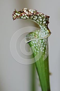 Carnivorus plant - sarracenia leucophylla