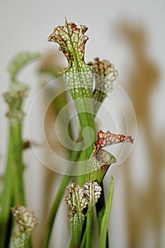 Carnivorus plant - sarracenia leucophylla