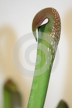 A carnivorus plant- sarracenia minor photo