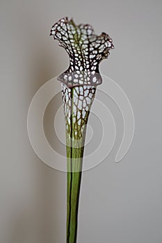 A carnivorus plant- sarracenia minor photo