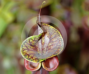 Carnivorus plant- sarracenia photo